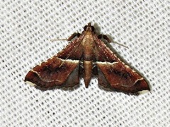 Endotricha consobrinalis