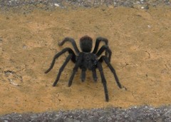 Aphonopelma madera