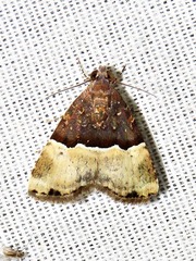 Ozarba hemiochra