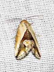 Lithacodia caffristis