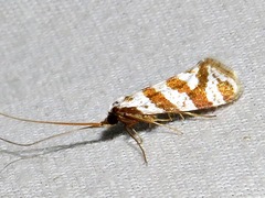 Ceromitia wahlbergi