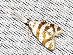 Ceromitia wahlbergi