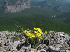 Helianthemum oelandicum orientale