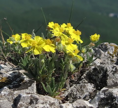 Helianthemum oelandicum orientale