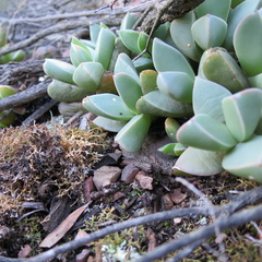 Machairophyllum brevifolium