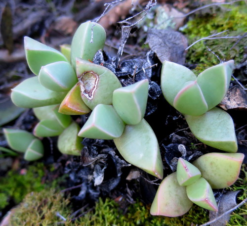 Image of Machairophyllum brevifolium by no rights reserved