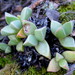 Machairophyllum brevifolium - Photo no hay derechos reservados, subido por Di Turner