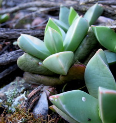 Machairophyllum brevifolium