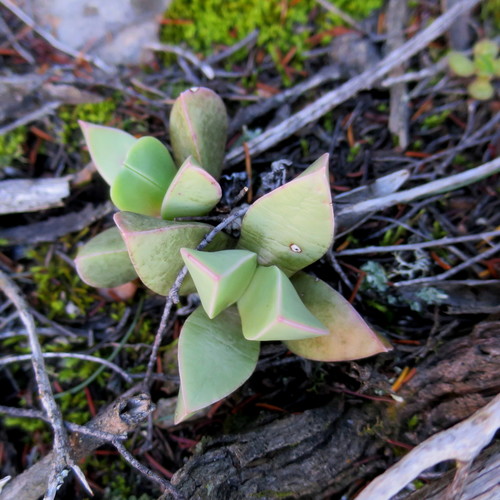 Image of Machairophyllum brevifolium by no rights reserved