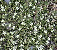 Arenaria serpens