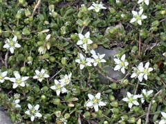 Arenaria serpens