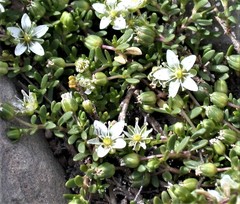 Arenaria serpens
