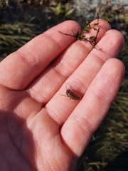 Asellus aquaticus