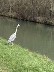 Ardea cinerea