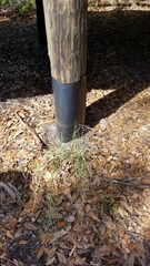 Eragrostis atrovirens