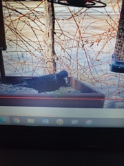 Sturnus vulgaris
