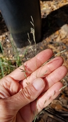 Eragrostis atrovirens