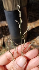 Eragrostis atrovirens