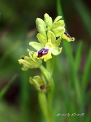 Ophrys lutea galilaea