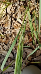 Eragrostis atrovirens