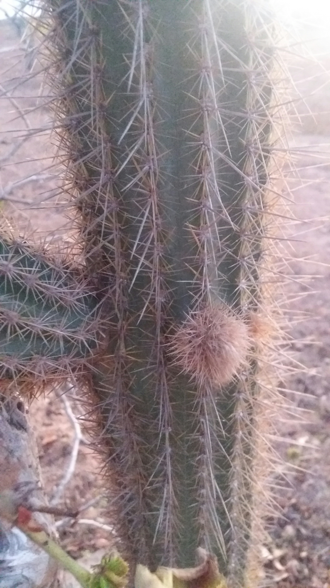 Pilosocereus pachycladus