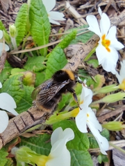 Bombus pratorum