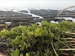 Arctostaphylos × media