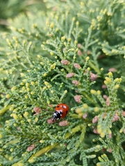 Coccinella septempunctata