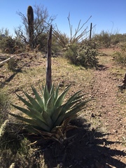 Agave simplex