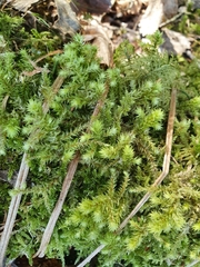 Hylocomiadelphus triquetrus