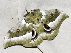 Gonimbrasia zambesina