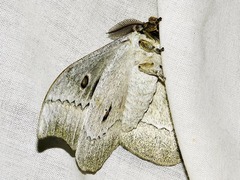 Gonimbrasia zambesina