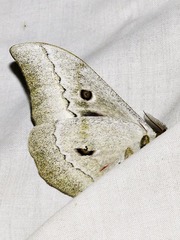 Gonimbrasia zambesina