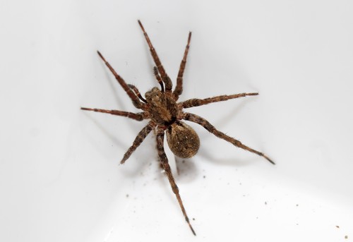 White-banded Fox Spider