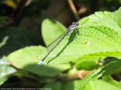 Acanthagrion lancea