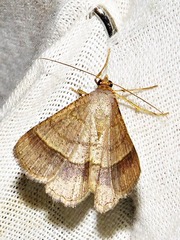 Chiasmia normata