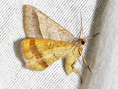 Chiasmia normata