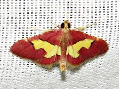 Bostra xanthorhodalis