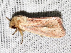 Aspidifrontia rufescens