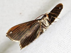 Chiasmia simplicilinea