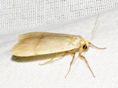 Campteropsis asaphogramma