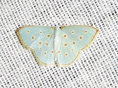 Comostolopsis stillata