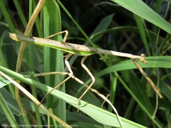 Pseudovates iheringi