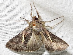 Vittaplusia vittata