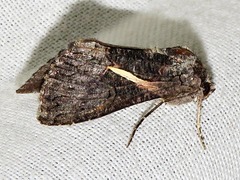 Vittaplusia vittata