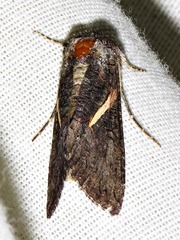 Vittaplusia vittata