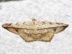 Chiasmia simplicilinea