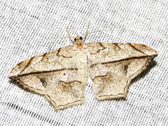 Chiasmia simplicilinea