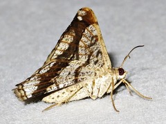 Chiasmia simplicilinea