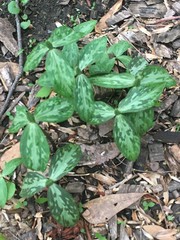 Trillium lancifolium